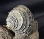 Circomphalus basteroti-taurinensis (SACCO 1900) - Bild &copy; FossNet FossilienStore